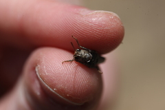 Acrotylus insubricus