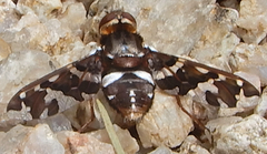 Exoprosopa caliptera