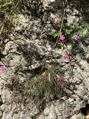 Dianthus longicaulis
