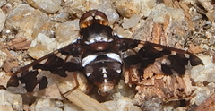 Exoprosopa caliptera