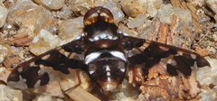 Exoprosopa caliptera