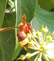 Vespa orientalis