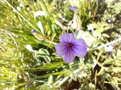 Erodium botrys