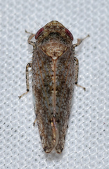 Paraphlepsius