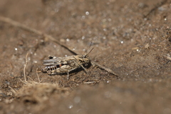 Acrotylus