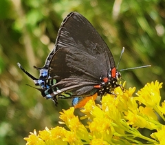 Atlides halesus