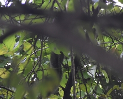 Sciurus yucatanensis