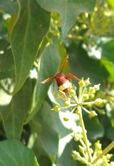 Vespa orientalis