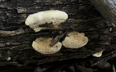 Perenniporia