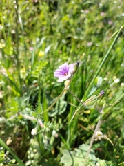 Erodium botrys