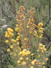 Leucadendron rubrum