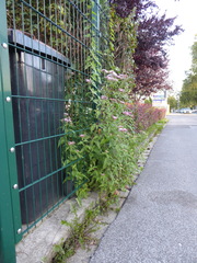 Eupatorium cannabinum