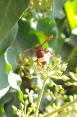 Vespa orientalis