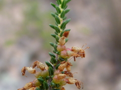Erica inaequalis