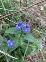 Myosotis sylvatica