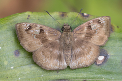 Quadrus u-lucida