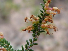 Erica inaequalis