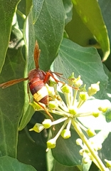 Vespa orientalis