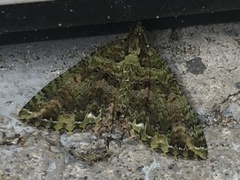 Austrocidaria similata