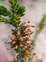 Erica inaequalis