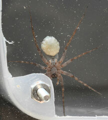 Pardosa mercurialis