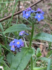 Myosotis sylvatica