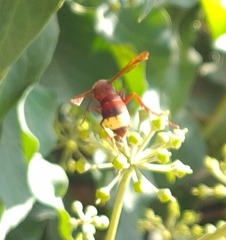 Vespa orientalis