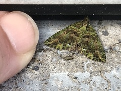 Austrocidaria similata