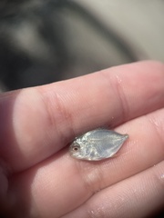 Trachinotus