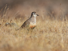 Charadrius morinellus