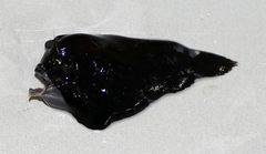 Lophodolos acanthognathus