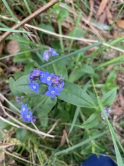 Myosotis sylvatica