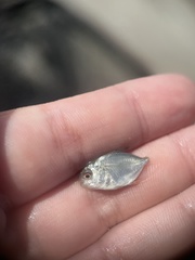 Trachinotus