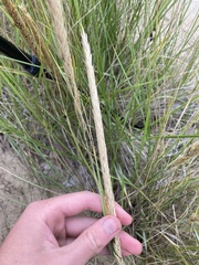 Ammophila breviligulata