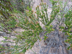 Erica inaequalis