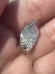 Trachinotus