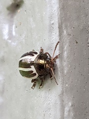 Zygogramma suturalis