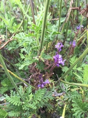Lavandula multifida