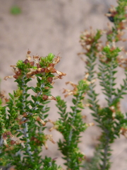 Erica inaequalis