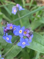 Myosotis sylvatica