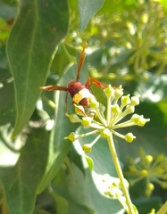 Vespa orientalis