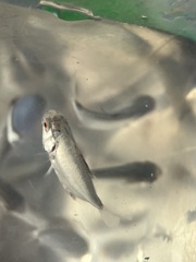 Trachinotus