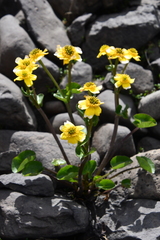 Caltha arctica
