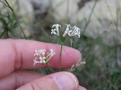 Asperula aristata