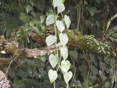 Philodendron hederaceum