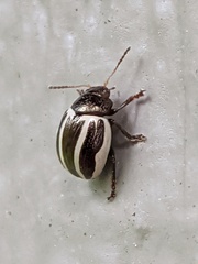 Zygogramma suturalis