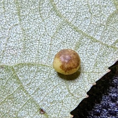 Caryomyia caryae