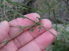 Asperula aristata