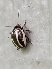 Zygogramma suturalis