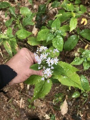 Symphyotrichum cordifolium